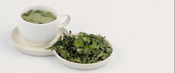دمنوش مورینگا اولیفرا طب جو چای مورینگا اولیفرا چای سبز مورینگا